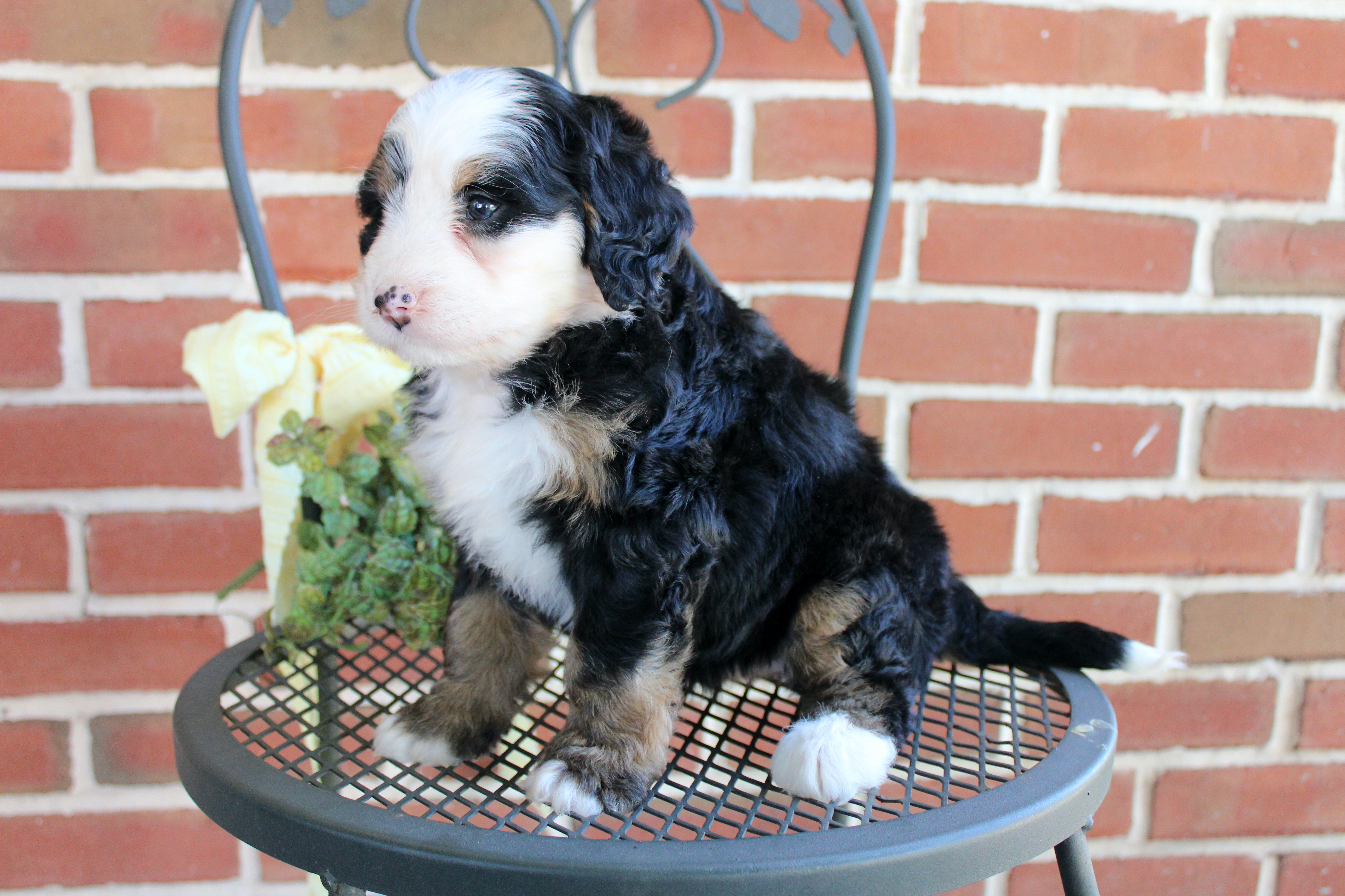 puppy, for, sale, Mini Bernedoodle, Emanuel  Glick, dog, breeder, Bird-In-Hand, PA, dog-breeder, puppy-for-sale, forsale, nearby, find, puppyfind, locator, puppylocator, aca